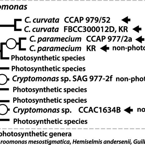 Schematic Phylogeny Of Cryptophytes Based On Nucleomorph Small Subunit