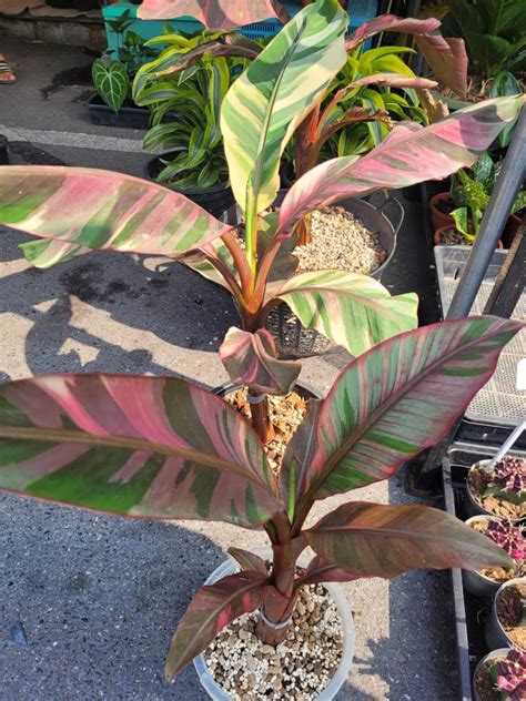 Musa Nono Pink Variegated Banana Tropics Home