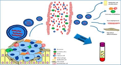 Exo Mirnas As A New Tool For Liquid Biopsy In Lung Cancer Exosome Rna