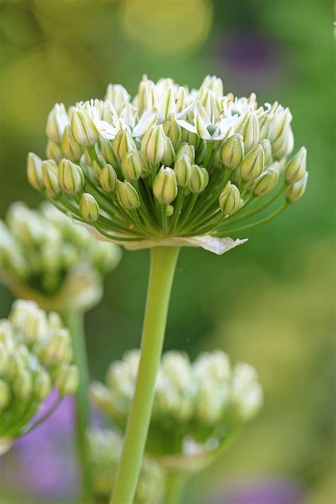 Allium Fleur Bourgeons Photo Gratuite Sur Pixabay Pixabay