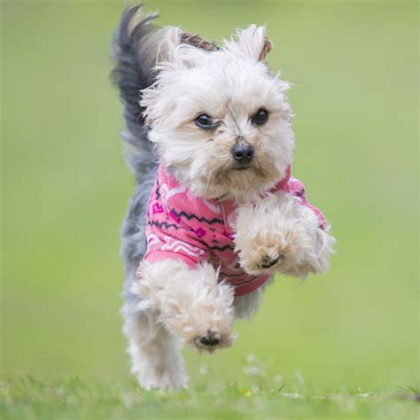 #1 | Vetted & Ethical Morkie Breeders | Uptown Puppies