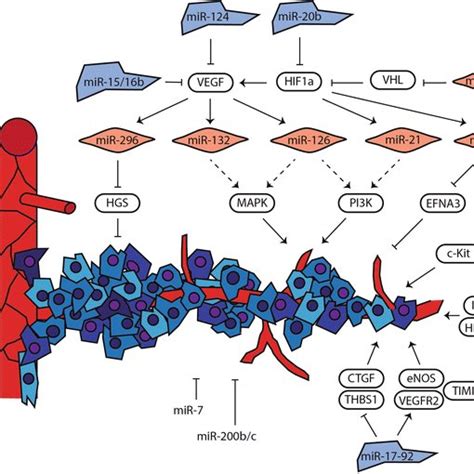 Role Of MiRNAs In Tumor Angiogenesis Schematic Impression Of MiRNAs