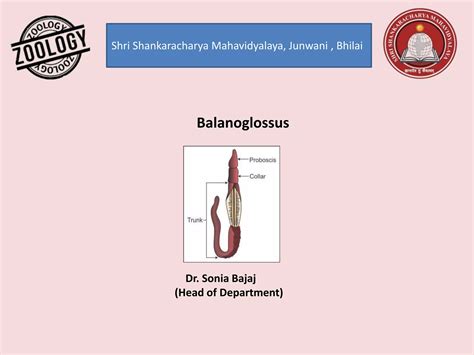 Balanoglossus Morphology Structure Development Larva Affinities Ppt