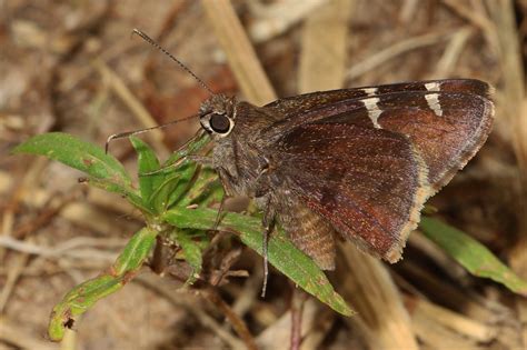 Maryland Biodiversity Project Southern Cloudywing Cecropterus Bathyllus