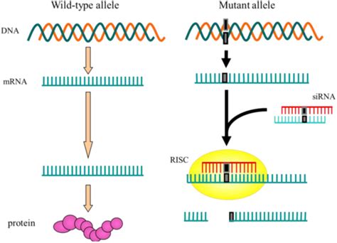 Pharmaceuticals Free Full Text Disease Causing Allele Specific