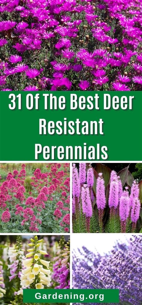 Deer Resistant Plants Help You Build A Landscape That Won T Be Eaten