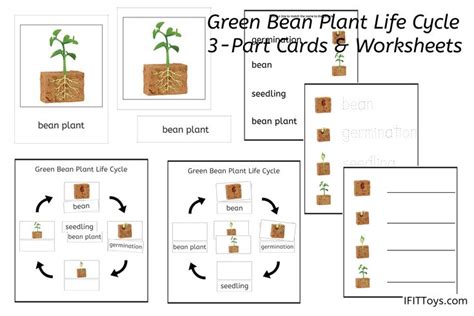 Green Bean Plant Life Cycle Worksheet For Part Cards And Worksheets