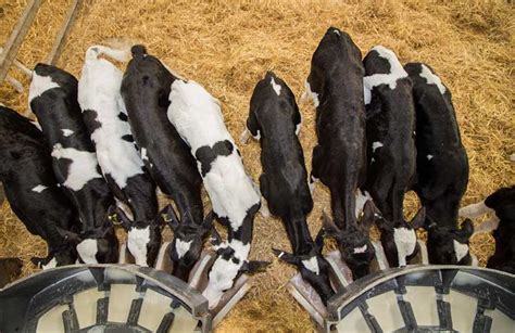 Science Of Once A Day Feeding Ngahiwi Farms