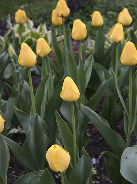 Yellow Tulips Free Photo Download | FreeImages