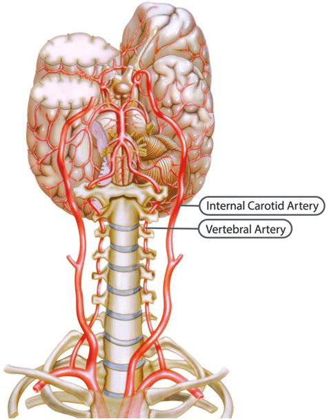 Pdf Internal Carotid And Vertebral Arteries Diameters And Their Hot