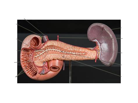 Pancreas Duodenum And Spleen Model Anterior View Diagram Quizlet