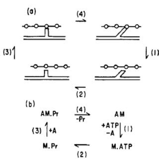 A. The stages in the crossbridge cycle in which (1) myosin disconnects... | Download Scientific ...