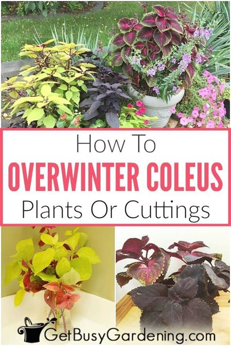 How To Overwinter Coleus Plants Indoors Easy Ways Overwintering