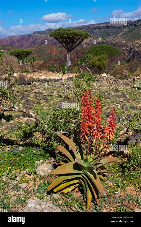 Socotra Insel Reisen Fotos Und Bildmaterial In Hoher Auflösung Alamy