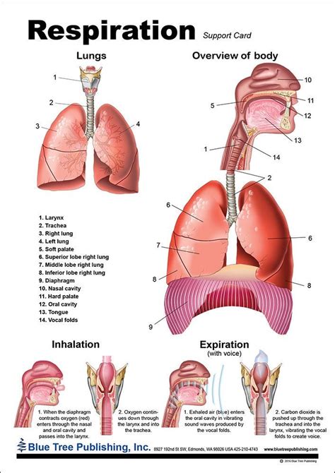 Respiration Anatomical Chart Etsy Basic Anatomy And Physiology Medical School Life Medical