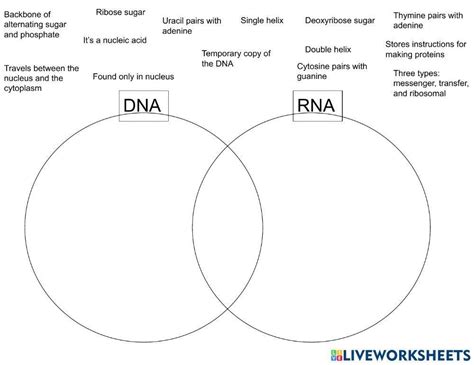 1901913 Dna Rna Venn Diagram Leechem040