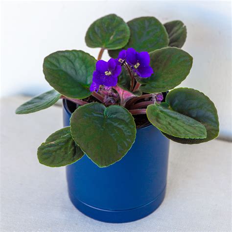 Buy Potted African Violet - Delivery Available in San Diego