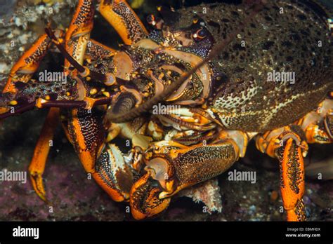 New zealand crayfish hi-res stock photography and images - Alamy