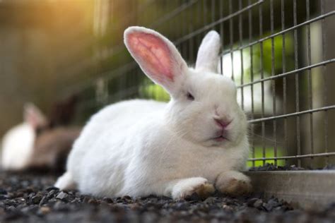 How To Start A Profitable Rabbit Farming Business Step By Step