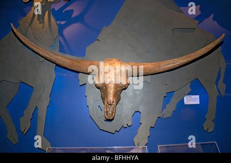 Giant bison skeleton in the Museum of Natural History and Science, Ohio ...