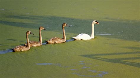 All We Know: What Is A Baby Swan Called? What Do They Eat?