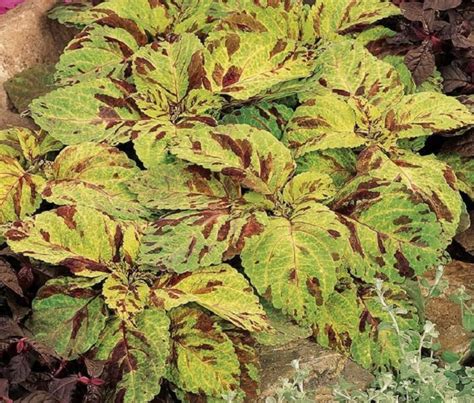 Mpb3 Coleus Seeds Wizard Mosaic 50 Thru 1000 Seeds Etsy