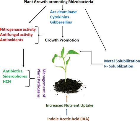 Frontiers Interaction Between Bacterial Endophytes And Host Plants