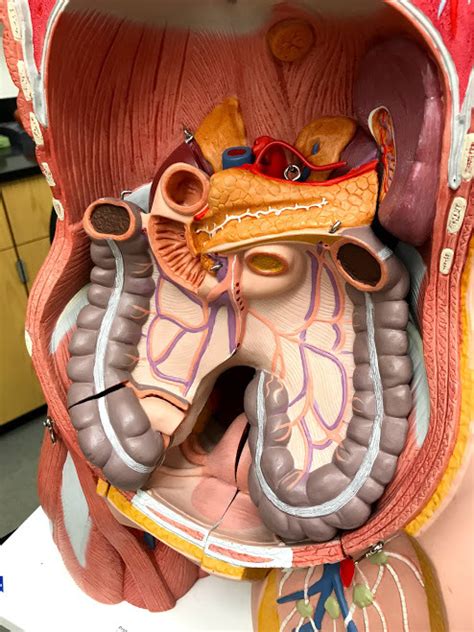 Digestive Organs Diagram Quizlet