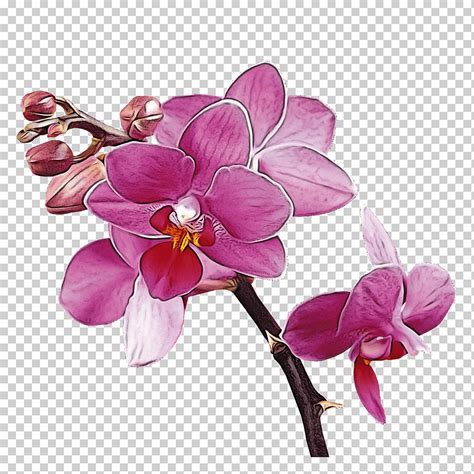 Flor Polilla Orqu Dea Violeta P Talo Planta Rosa Lila Png Klipartz