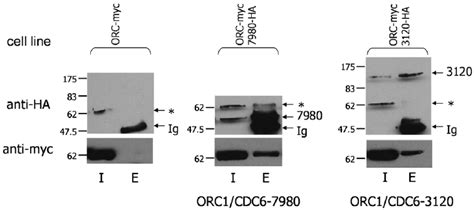 Co Immunoprecipitation Demonstrates Interaction Between TbORC1 CDC6 And