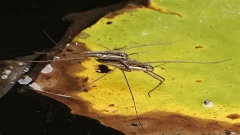 Gerridae sp. (Water Strider sp.) | MarkEisingBirding