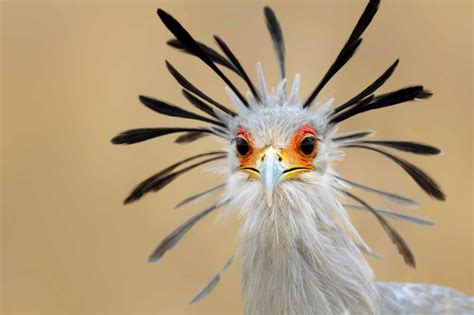 Secretary Bird The Long Legged Snake Kicker