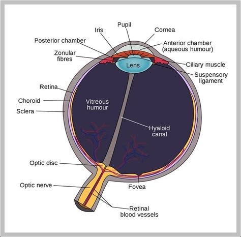 Diagram Of An Eye For Kids Image | Anatomy System - Human Body Anatomy ...