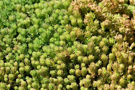 Sedum or Stonecrop Hardy Succulent Ground Cover Perennial Green Plant ...