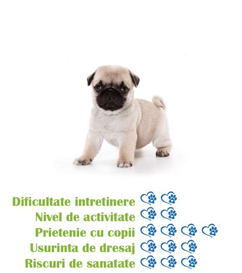 Pui Rasa Mops Pug De Vanzare Bucuriacaseiro