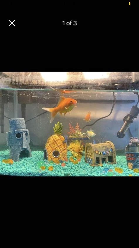 Poor Fish Rshittyaquariums