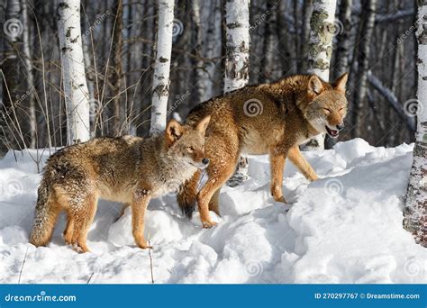 Two Coyotes Canis Latrans Stand On Embankment To Woods Winter Stock