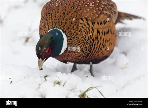 Male Ring Necked Hi Res Stock Photography And Images Alamy