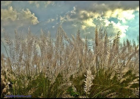 Beautiful kashful photo - Autumn Flower ~ Charming collection of Photos ...