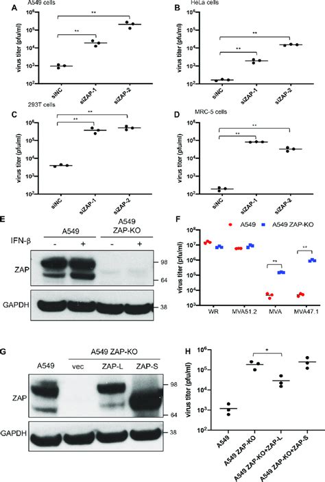 Zap Is A Restriction Factor For Mva In Human Cells A D Human A549