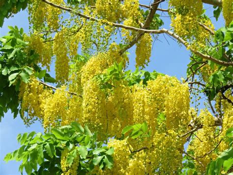 Cassia Fistula Golden Shower Tree Ouriques Farm