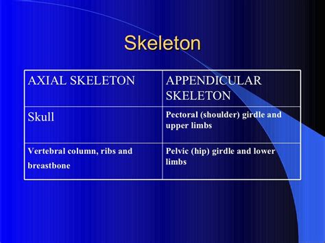 The human endoskeleton