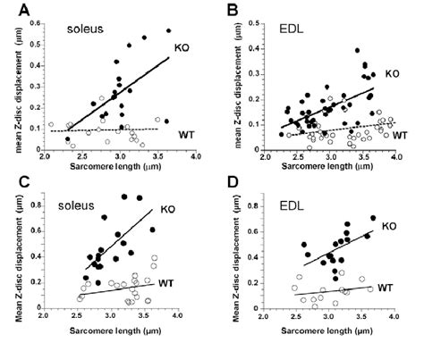 Z Disk Displacement In Relation To SL Of EDL And Soleus Muscle From