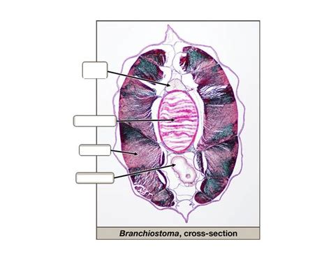 Posterior Amphioxus Anatomy Quiz