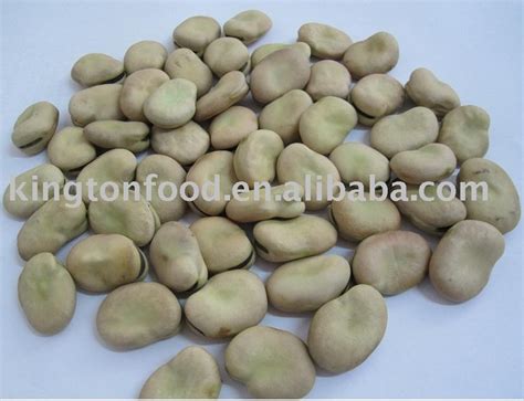 Horse beans,China price supplier - 21food