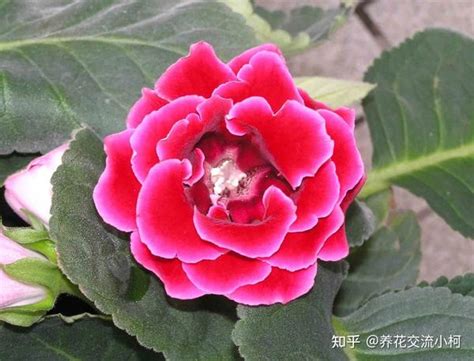 室内养花不可少的8种开花植物，附详细养护小技巧 知乎