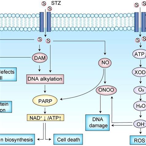 Principles Of STZ Induction Of T2D STZ Streptozotocin T2D Type 2