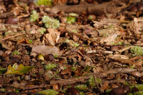 Fallen Oak Leaves and Acorns in Autumn Sunshine | Burnham Beeches ...