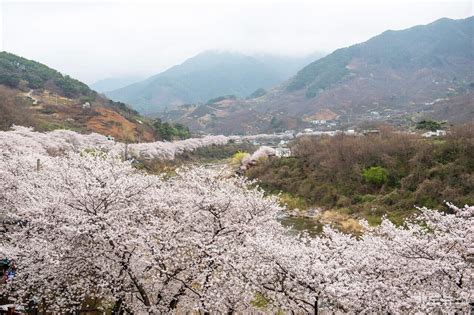 하동 쌍계사 십리벚꽃길