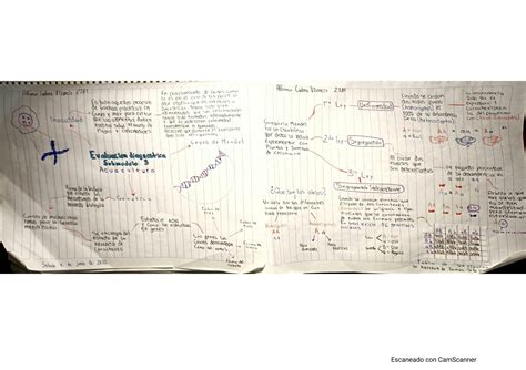 SOLUTION Organizador Grafico Genetica Inocuidad Y Leyes De Mendel Con